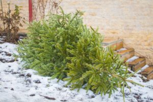 5 Tips for Christmas Tree Disposal - Springfield MA Dumpster Rentals Agawam, MA
