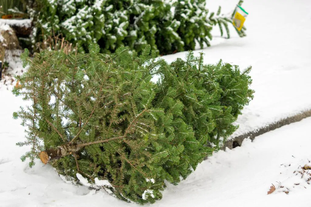 Springfield MA Dumpster Rentals - 5 Tips for Christmas Tree Disposal Chicopee, MA
